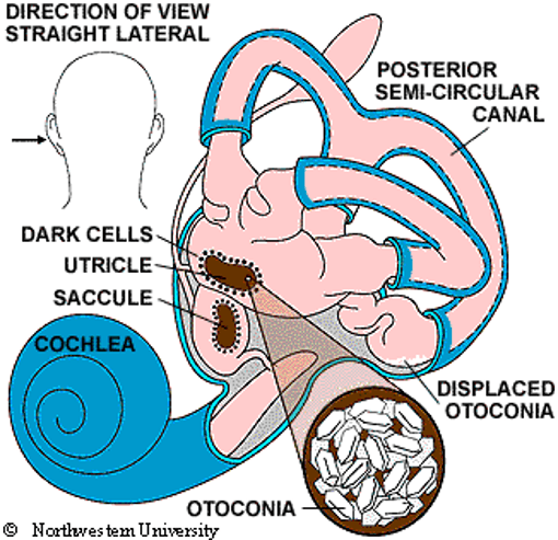 Inner ear anatomy with labelled parts diagram.
